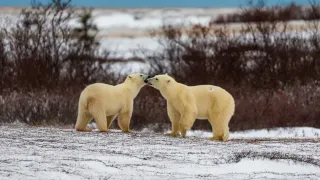 5 Reasons to Put Churchill on Your Travel Bucket List